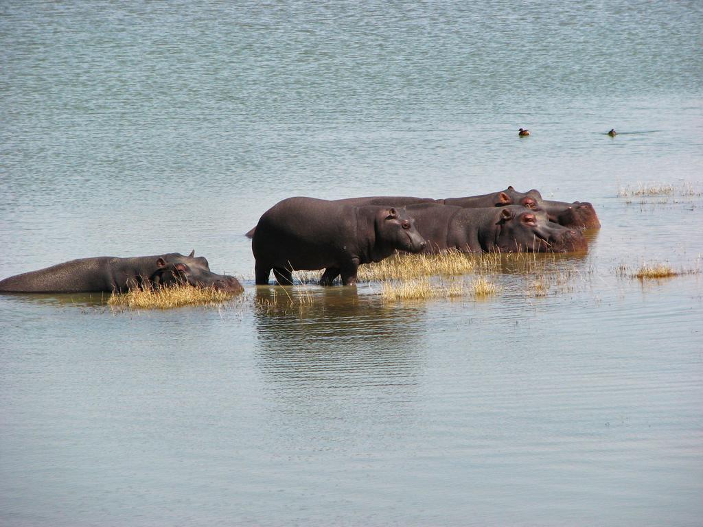 Ovita Wildlife Restcamp Okazize المظهر الخارجي الصورة
